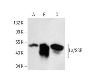 La/SSB Antibody (B-8) - Western Blotting - Image 70184