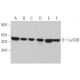 western blotting image from recommended La/SSB (312B) monoclonal antibody replacement. Image 368316