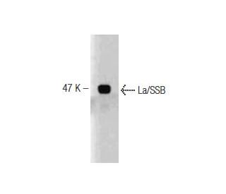 La/SSB Antibody (44) - Western Blotting - Image 127519