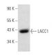 LACC1 Antibody (E-12) - Western Blotting - Image 358013 