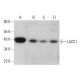 LACC1 Antibody (E-12) - Western Blotting - Image 381812 
