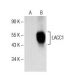 LACC1 Antibody (H-6) - Western Blotting - Image 153759 