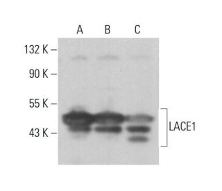 LACE1 Antibody (C-3) - Western Blotting - Image 377009 