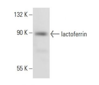 lactoferrin Antibody (1A1) - Western Blotting - Image 45352