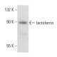 lactoferrin Antibody (1A1) - Western Blotting - Image 45352