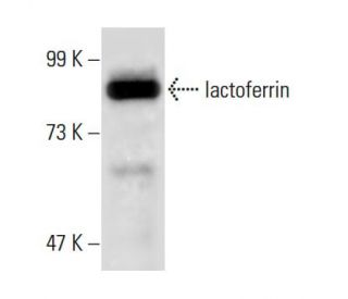 lactoferrin Antibody (a-bC-lobe) - Western Blotting - Image 45345