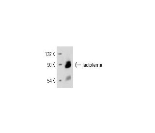 western blotting image from recommended lactoferrin (B97) monoclonal antibody replacement. Image 12629