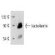 western blotting image from recommended lactoferrin (B97) monoclonal antibody replacement. Image 12629