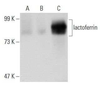 lactoferrin Antibody (KT33) - Western Blotting - Image 45347