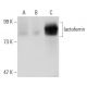 lactoferrin Antibody (KT33) - Western Blotting - Image 45347