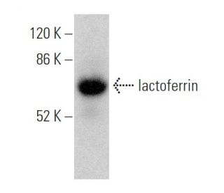 lactoferrin Antibody (B97) - Western Blotting - Image 362978