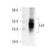 Lad Antibody (H-3) - Western Blotting - Image 382023 