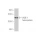 LAGE-1 Antibody (3H1) - Western Blotting - Image 349575