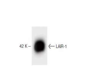 LAIR-1 Antibody (14) - Western Blotting - Image 60343