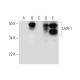 LAIR-1 Antibody (D-11) - Western Blotting - Image 296275