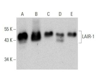 LAIR-1 Antibody (D-11) - Western Blotting - Image 359531 