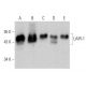 LAIR-1 Antibody (D-11) - Western Blotting - Image 359531 