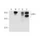 LAIR-1 Antibody (E-8) - Western Blotting - Image 296274