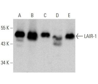 LAIR-1 Antibody (E-8) - Western Blotting - Image 359530 