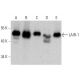 LAIR-1 Antibody (E-8) - Western Blotting - Image 359530 