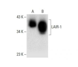 LAIR-1 Antibody (F-5) - Western Blotting - Image 301437 