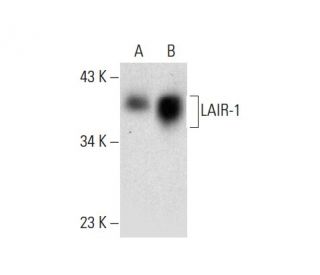 LAIR-1 Antibody (G-1) - Western Blotting - Image 301436 