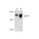 LAIR-1 Antibody (G-1) - Western Blotting - Image 301436 