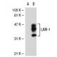 LAIR-1 Antibody (NKTA255) - Western Blotting - Image 31436