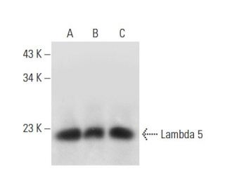 Lambda 5 Antibody (A-1) - Western Blotting - Image 309546