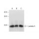 Lambda 5 Antibody (A-1) - Western Blotting - Image 309546