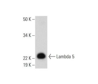 Lambda 5 Antibody (G-12) - Western Blotting - Image 300479 