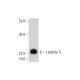 Lambda 5 Antibody (G-12) - Western Blotting - Image 300479 