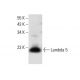 Lambda 5 Antibody (G-12) - Western Blotting - Image 300633
