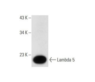 Lambda 5 Antibody (G-3) - Western Blotting - Image 314056 