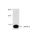 Lambda 5 Antibody (G-3) - Western Blotting - Image 314056 