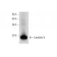 Lambda 5 Antibody (G-3) - Western Blotting - Image 318383