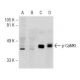 Western blot analysis of CaMKI phosphorylation in untreated (A,C) and lambda protein phosphatase (sc-200312A) treated (B,D 