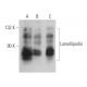 Lamellipodin Antibody (A-8) - Western Blotting - Image 359026 