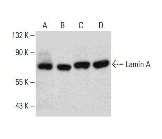 Lamin A Antibody (C-3) - Western Blotting - Image 385676 