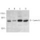 Lamin A Antibody (C-3) - Western Blotting - Image 399010