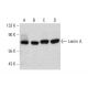 western blotting image from recommended Lamin A (C-3) monoclonal antibody replacement. Image 385676