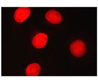 Cross Sans - anatom84 - Folioscope