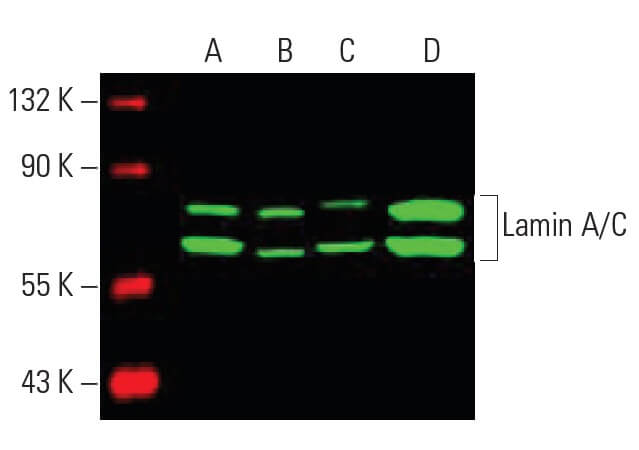 Lamin A/C Antibody (636) | SCBT - Santa Cruz Biotechnology