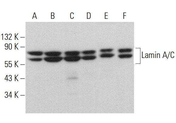 Lamin Antibody (A-5) | SCBT Santa Biotechnology