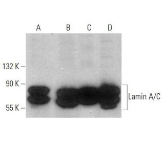 western blotting image from recommended Lamin A/C (E-1) monoclonal antibody replacement. Image 350737