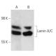 Lamin A/C Antibody (JoL3) - Western Blotting - Image 14361