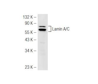 Lamin A/C Antibody (JoL5) - Western Blotting - Image 50227