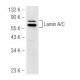 Lamin A/C Antibody (JoL5) - Western Blotting - Image 50227