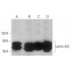 western blotting image from recommended Lamin A/C (E-1) monoclonal antibody replacement. Image 350737
