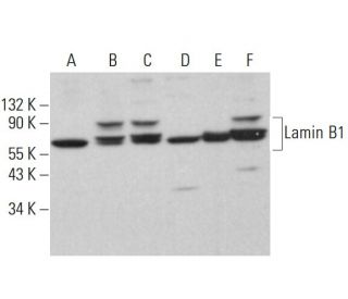 western blotting image from recommended Lamin B1 (B-10) monoclonal antibody replacement. Image 380044